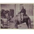 Photo #14
Gujarat India
Joseph on Camel
November 1944